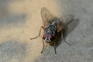 Psalmopoeus pulcher